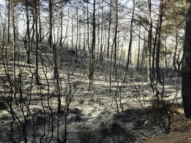Osmaniye'deki yangında 5 hektar orman kül oldu