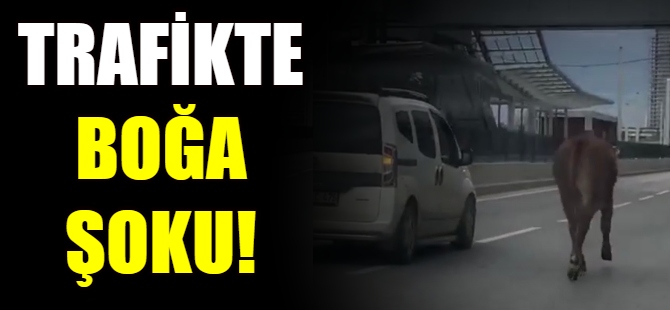 Trafikte boğa şoku!