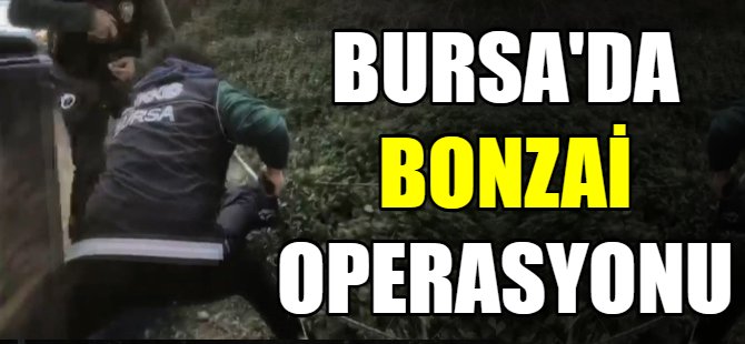 Bursa'da bonzai operasyonu