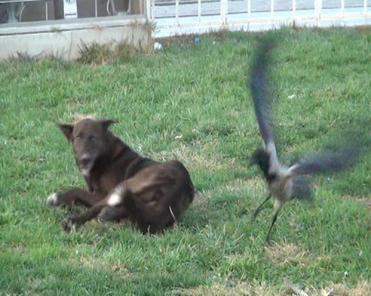 Karga ile köpeğin kavgası kamerada