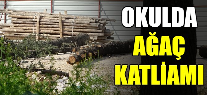 Okulda ağaç katliamı!