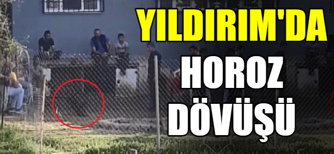 Yıldırım'da horoz dövüşü