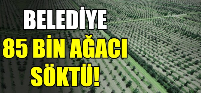 Konya'da ağaç katliamı!
