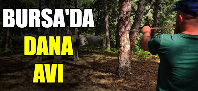 Bursa'da dana avı!
