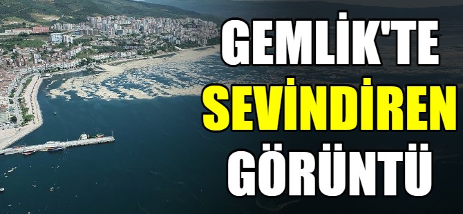 Gemlik'te sevindiren görüntü