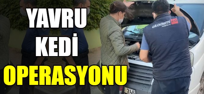 Yavru kedi operasyonu