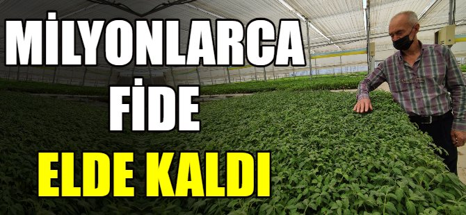 Milyonlarca fide elde kaldı