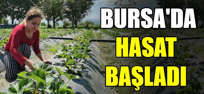 Bursa'da hasat başladı