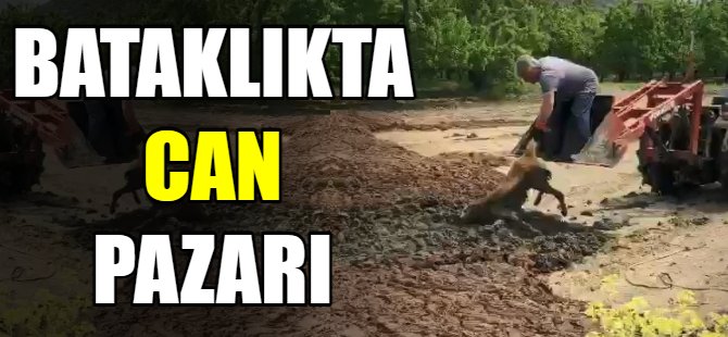 Bataklıkta mahsur kaldı