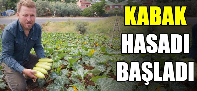 Kabak hasadı başladı
