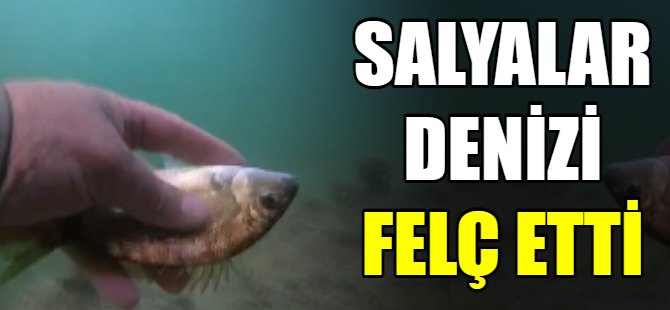 Salyalar denizi felç etti