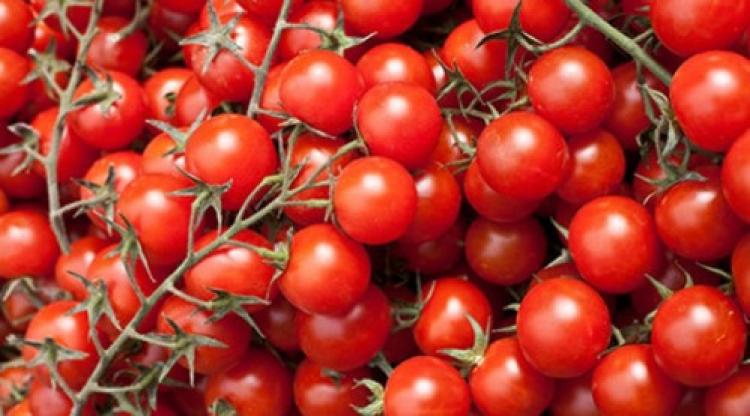 23,5 ton domatesi Türkiye’ye geri gönderdi