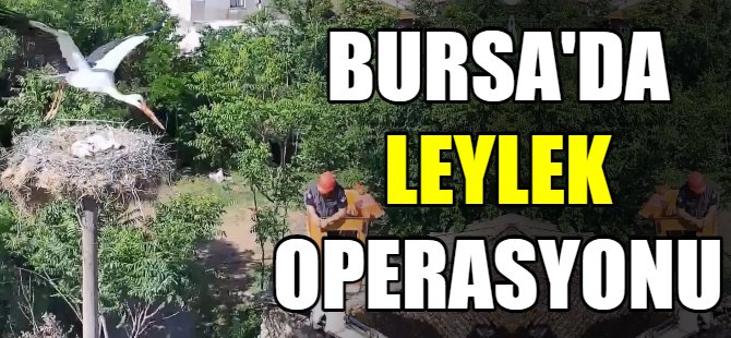 Bursa'da leylek operasyonu
