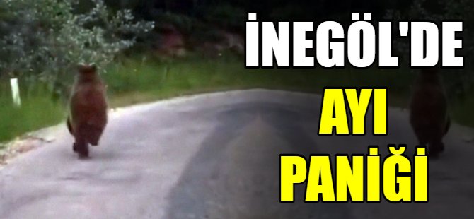 Bursa'da ayı paniği