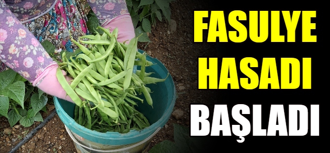 Bursa'da fasulye hasadı başladı