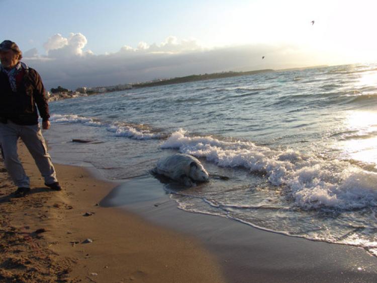 Ölü deniz kaplumbağası sahile vurdu