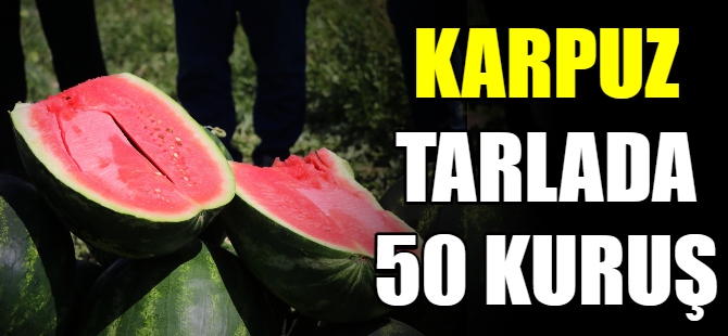 Karpuz tarlada 50 kuruş
