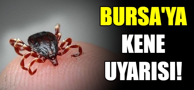 Bursalılara 'kene' uyarısı!