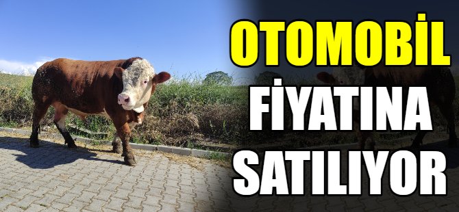 Otomobil fiyatına satılıyor