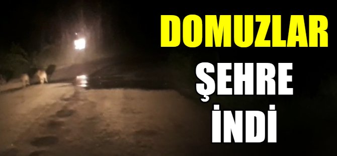 Domuzlar şehre indi
