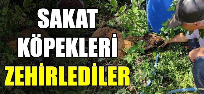 Sakat köpekleri zehirlediler!