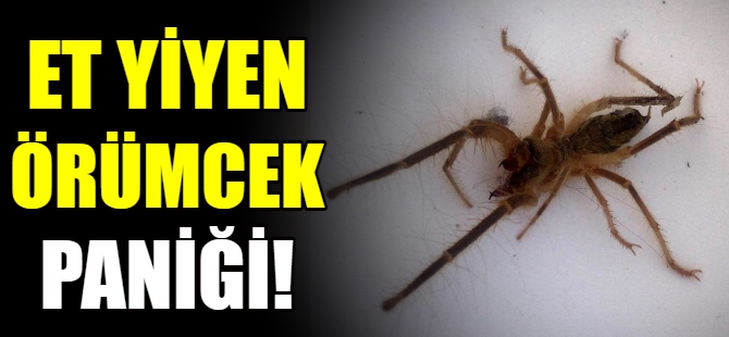 Et yiyen örümcek paniği!