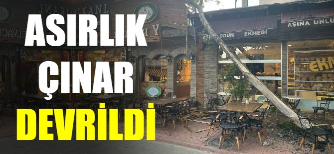 Asırlık çınar devrildi