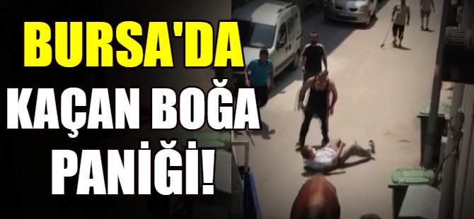 Bursa'da kaçan boğa paniği!