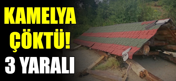 Kamelya çöktü: 3 yaralı