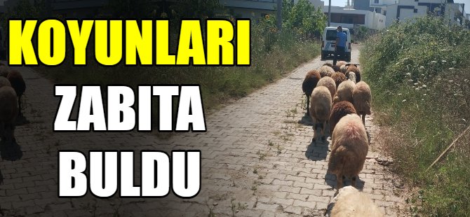 Koyunları zabıta buldu