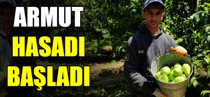 Armut hasadı başladı