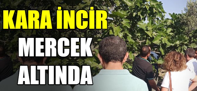 Kara incir mercek altında