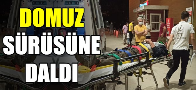 Domuz sürüsüne daldı