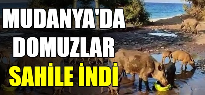 Mudanya'da domuzlar sahile indi