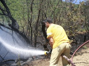 Orhangazi'de orman yangını
