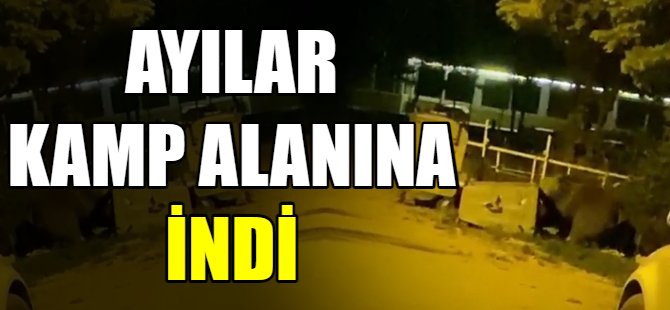 Ayılar kamp alanına indi