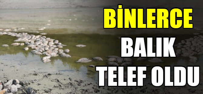 Binlerce balık telef oldu