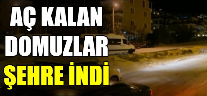 Aç kalan domuzlar şehre indi