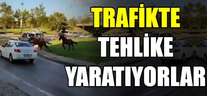 Başıboş atlar trafikte tehlike yaratıyor