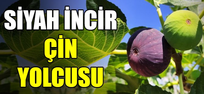 Siyah incir Çin yolcusu
