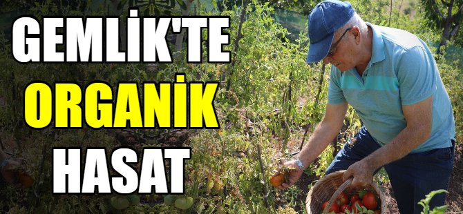 Gemlik'te organik hasat
