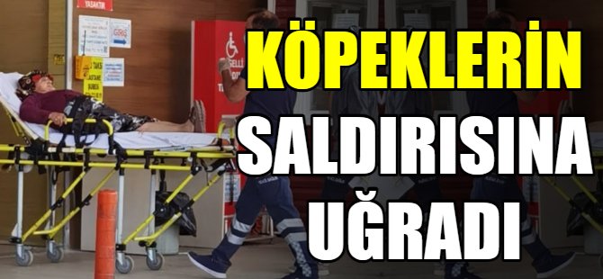 Köpeklerin saldırısına uğradı