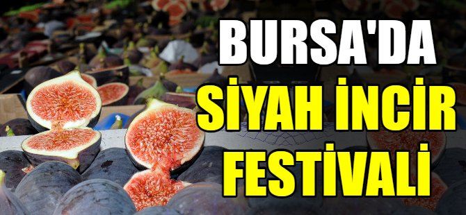 Bursa'da siyah incir festivali