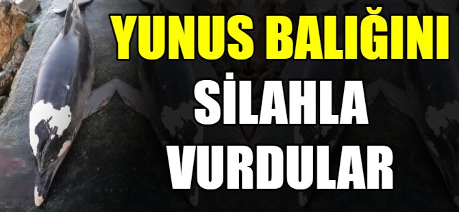 Yunus balığını silahla vurdular