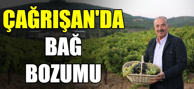 Çağrışan'da bağ bozumu