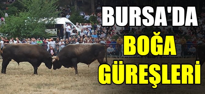 Bursa’da boğa güreşleri
