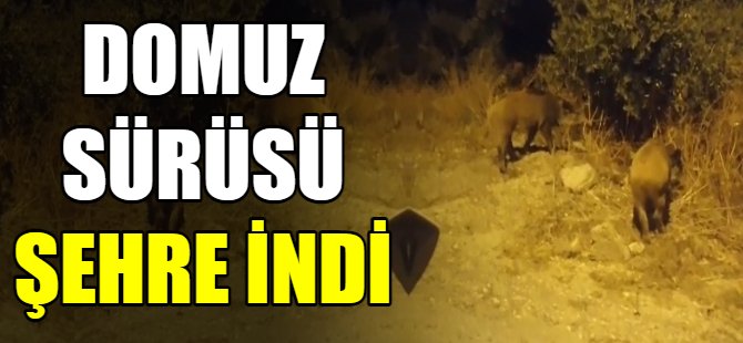 Domuz sürüsü şehre indi