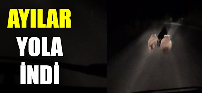 Ayılar yola indi