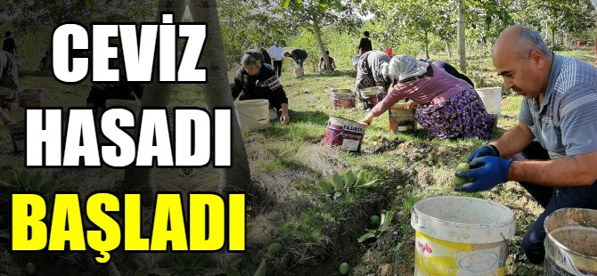 Bursa'da ceviz hasadı başladı