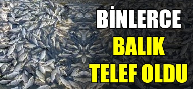 Binlerce balık telef oldu